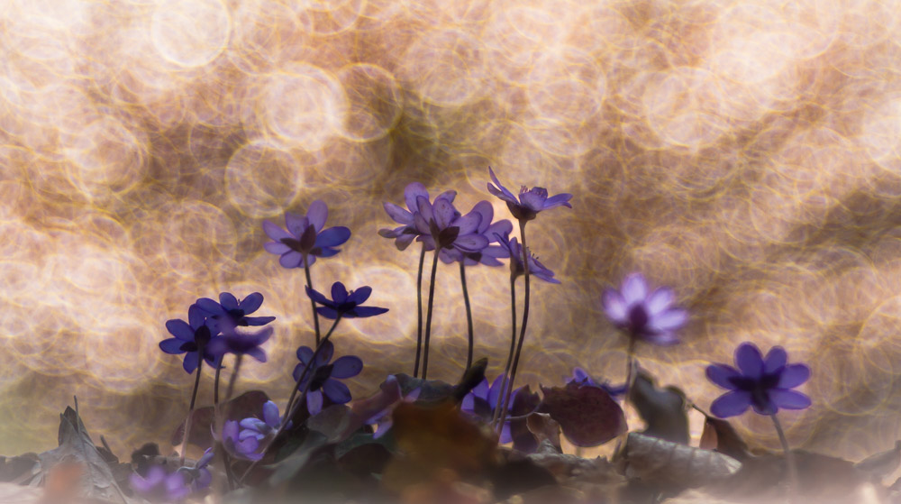 Platz 10 Sieglinde Senser